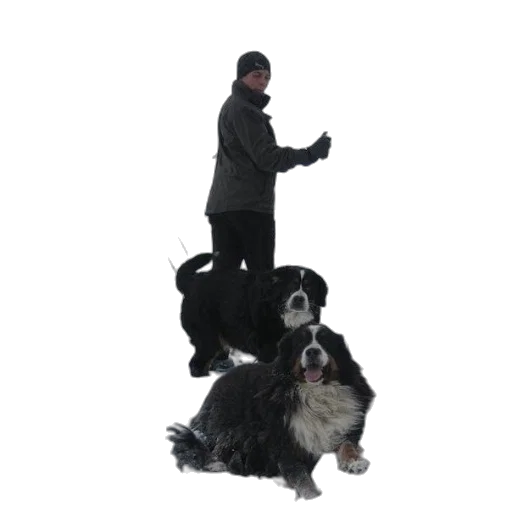 staff, animal, snow, man transparent PNG cut-out