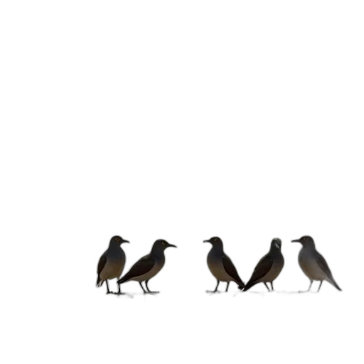 animal, staff, shoes, crown transparent PNG cut-out