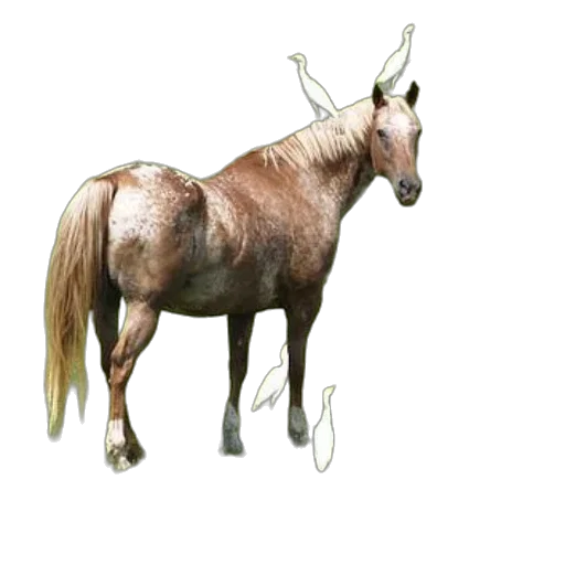 animal, staff, crown, creature transparent PNG cut-out