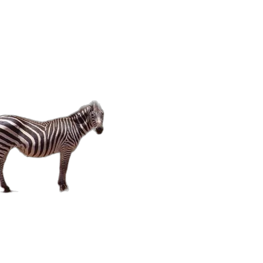 animal, furniture, creature, weapon transparent PNG cut-out