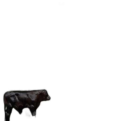 animal, furniture, food, creature transparent PNG cut-out