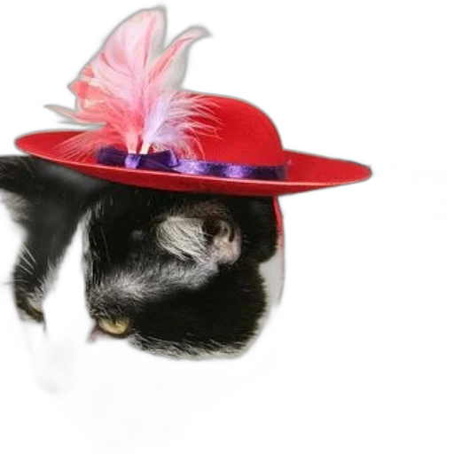 hat, crown, animal, black transparent PNG cut-out
