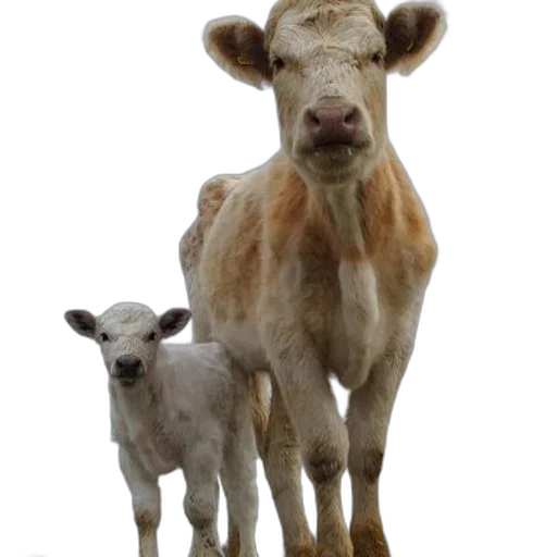 animal, photorealistic, mother, cow transparent PNG cut-out