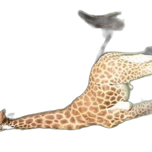 animal, staff, shoes, creature transparent PNG cut-out