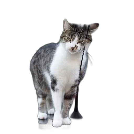 staff, animal, creature, weapon transparent PNG cut-out