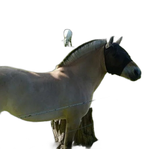 animal, staff, creature, hat transparent PNG cut-out