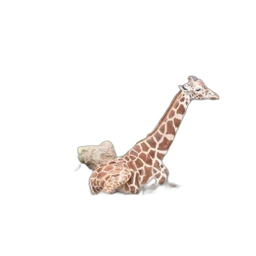 animal, creature, shoes, jewelry transparent PNG cut-out