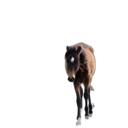 animal, creature, hair, hat transparent PNG cut-out