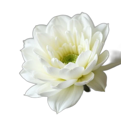 flower, crown, jewelry, staff transparent PNG cut-out