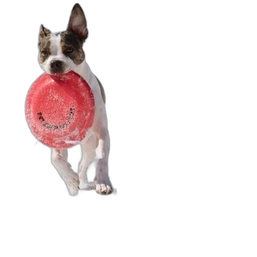animal, staff, photorealistic, dog transparent PNG cut-out