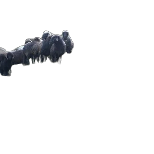 weapon, dragon, hair, staff transparent PNG cut-out