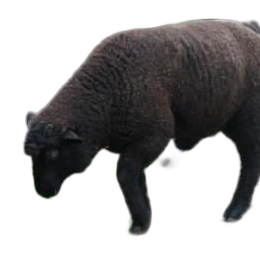 animal, creature, staff, food transparent PNG cut-out