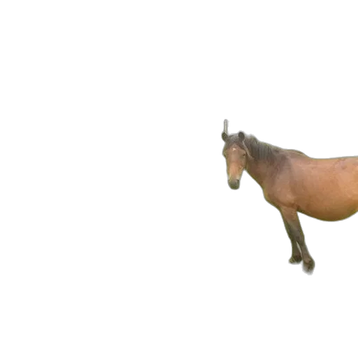 animal, creature, dragon, hat transparent PNG cut-out