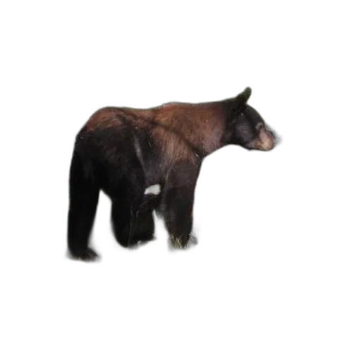 animal, creature, staff, hair transparent PNG cut-out