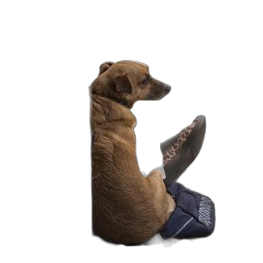 shoes, animal, staff, hat transparent PNG cut-out