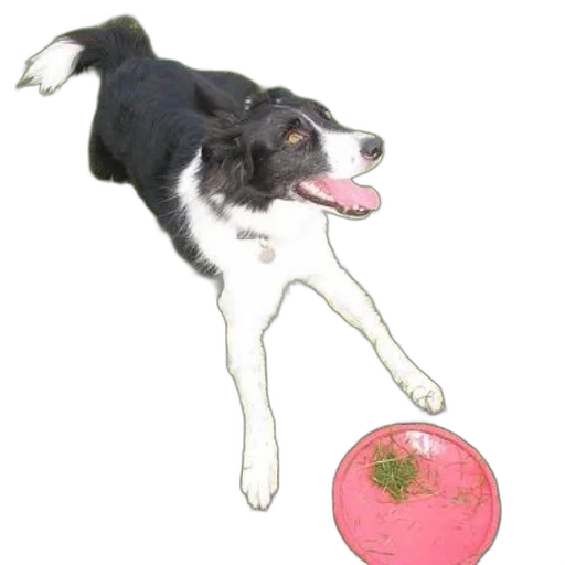 staff, animal, creature, food transparent PNG cut-out