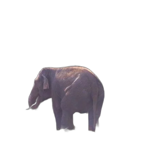 animal, creature, furniture, staff transparent PNG cut-out