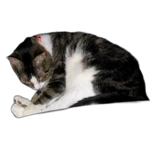 hat, staff, animal, umbrella transparent PNG cut-out