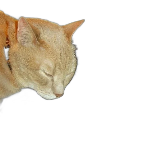 animal, staff, creature, hat transparent PNG cut-out