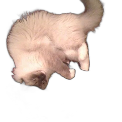creature, animal, staff, hair transparent PNG cut-out