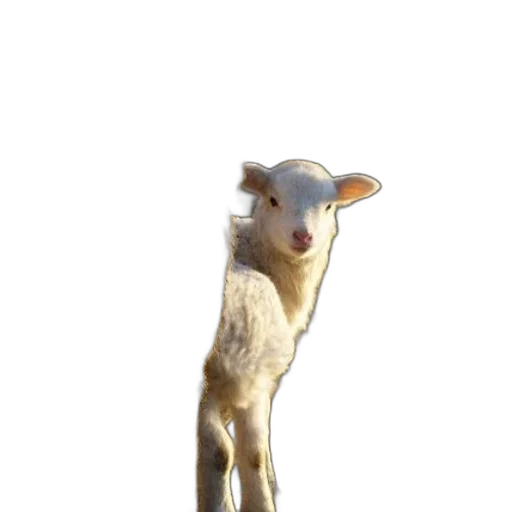 animal, staff, creature, face transparent PNG cut-out