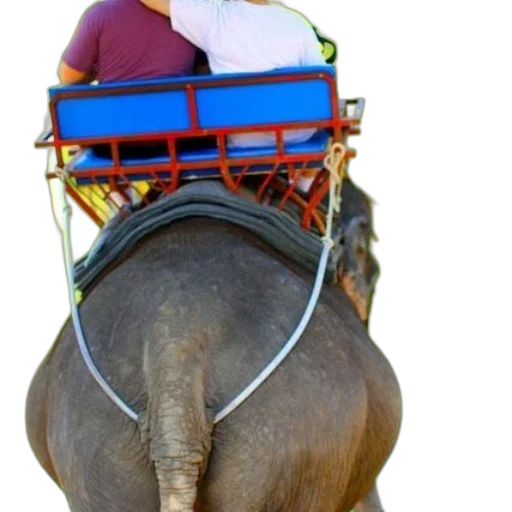 animal, hat, staff, car transparent PNG cut-out