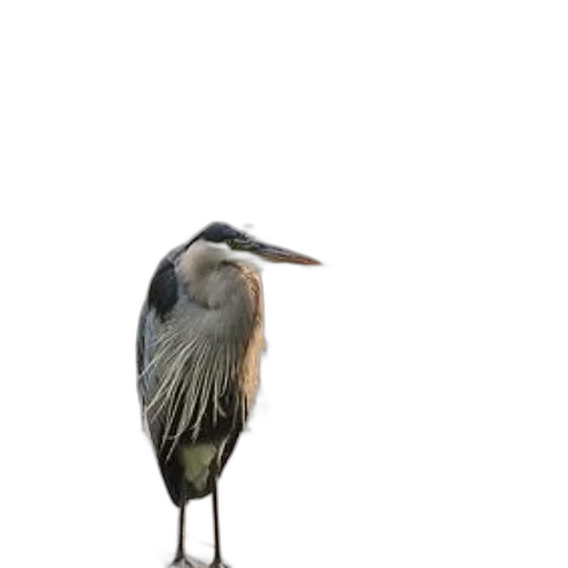 animal, creature, staff, hair transparent PNG cut-out