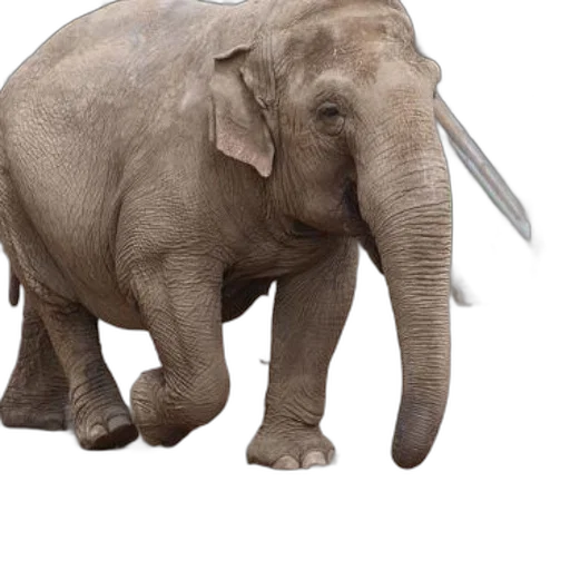 animal, creature, weapon, staff transparent PNG cut-out