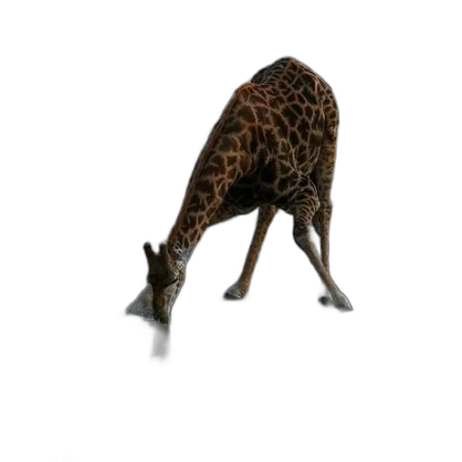 animal, creature, staff, shoes transparent PNG cut-out