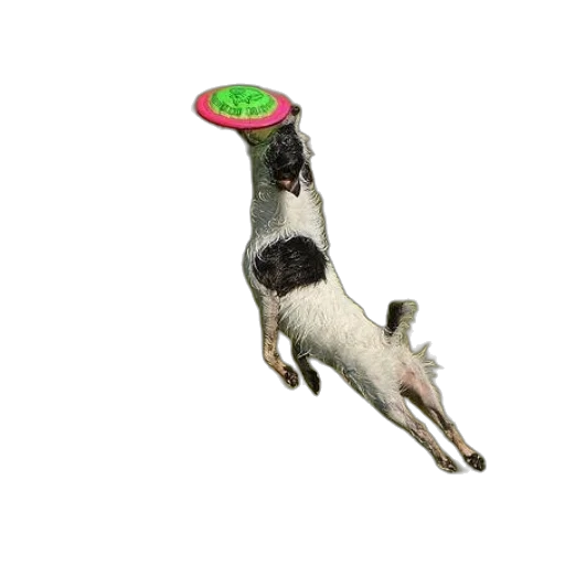 animal, creature, staff, hat transparent PNG cut-out