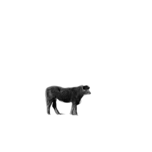 animal, creature, hair, furniture transparent PNG cut-out