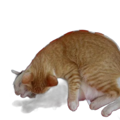 animal, creature, staff, food transparent PNG cut-out