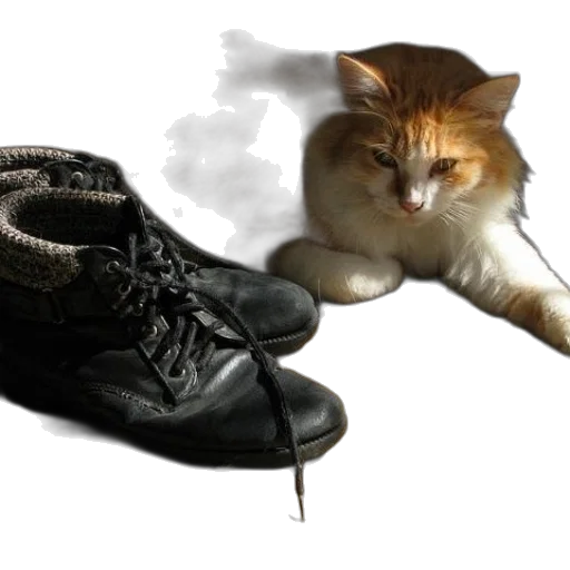 shoes, animal, photorealistic, 3d render transparent PNG cut-out