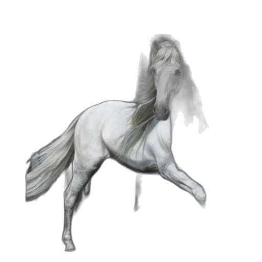 animal, creature, hair, staff transparent PNG cut-out
