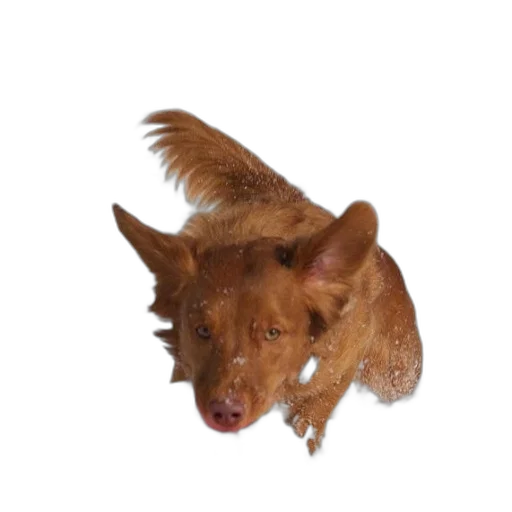 animal, creature, staff, dragon transparent PNG cut-out