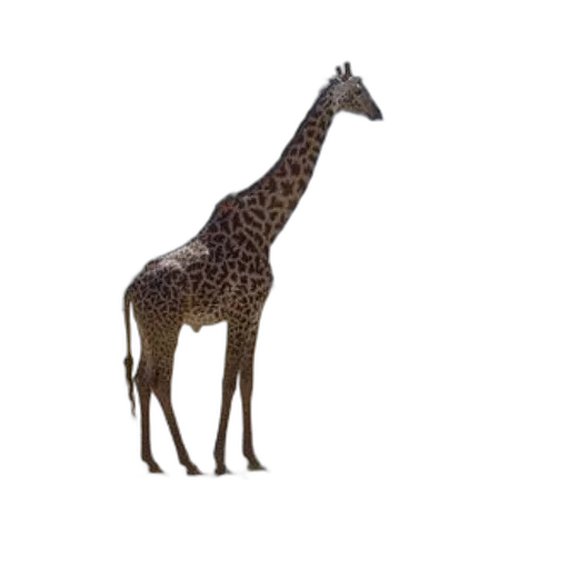 animal, creature, staff, hat transparent PNG cut-out