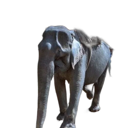animal, creature, staff, weapon transparent PNG cut-out
