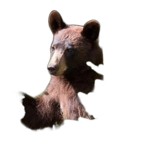 animal, creature, mask, hair transparent PNG cut-out