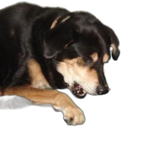 animal, staff, creature, photorealistic transparent PNG cut-out