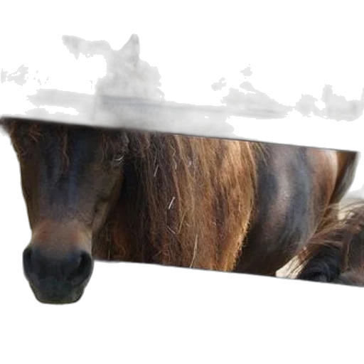 animal, hat, weapon, sword transparent PNG cut-out