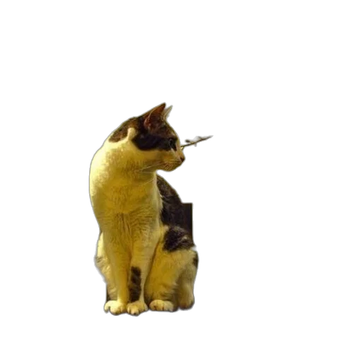 animal, staff, creature, hat transparent PNG cut-out