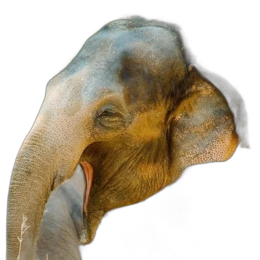 mask, animal, face, creature transparent PNG cut-out
