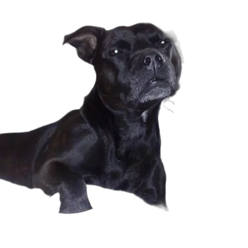 animal, staff, creature, face transparent PNG cut-out