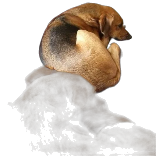 animal, creature, hair, dragon transparent PNG cut-out
