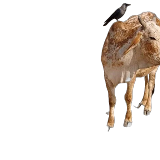 animal, hat, creature, concept art transparent PNG cut-out