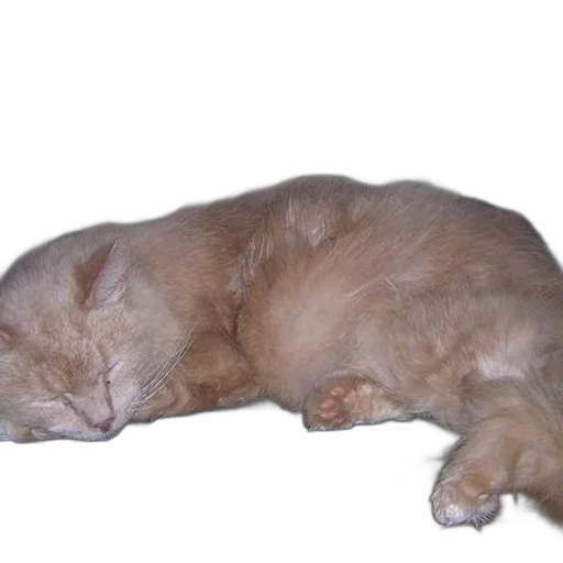 staff, animal, creature, face transparent PNG cut-out