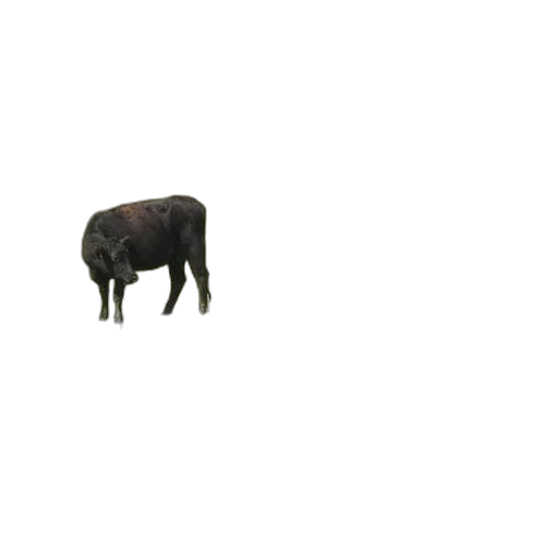 animal, creature, furniture, hat transparent PNG cut-out
