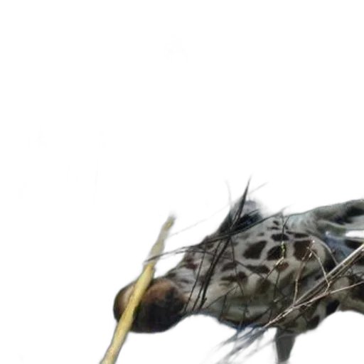 dragon, animal, hair, creature transparent PNG cut-out