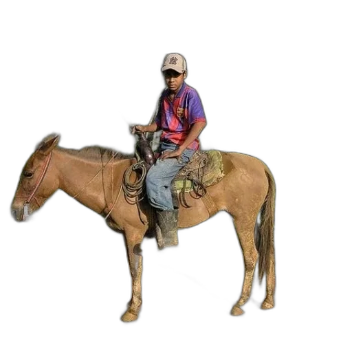 animal, staff, jacket, hat transparent PNG cut-out