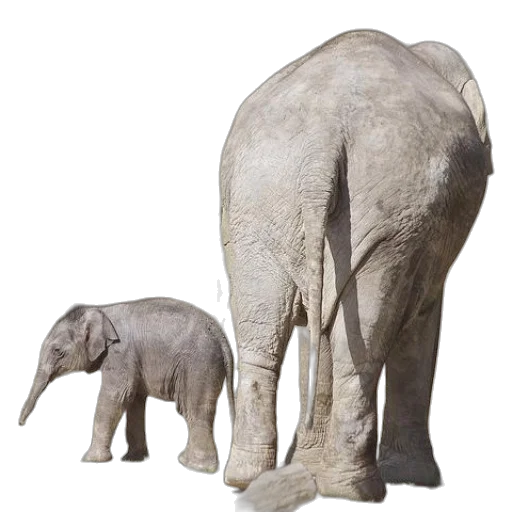 animal, creature, furniture, 3d render transparent PNG cut-out